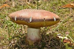 Butyriboletus appendiculatus