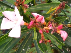 Pseudaulacaspis cockerelli