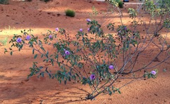 Gossypium sturtianum