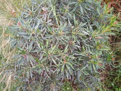 Pseudaulacaspis cockerelli