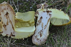 Butyriboletus appendiculatus