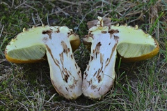 Butyriboletus appendiculatus