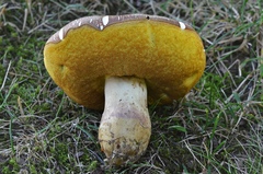 Butyriboletus appendiculatus
