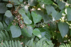 Salvia longistyla
