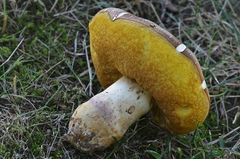 Butyriboletus appendiculatus