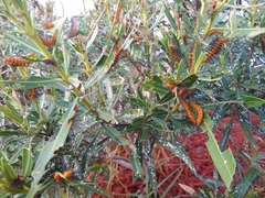 Pseudaulacaspis cockerelli