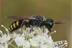 Ectemnius ruficornis