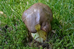 Butyriboletus appendiculatus