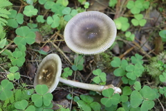 Amanita umbrinolutea