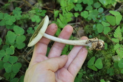 Amanita umbrinolutea