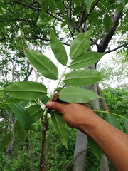 Bursera jerzyi