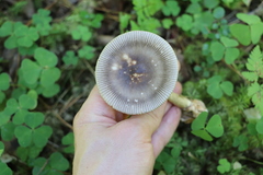 Amanita umbrinolutea