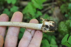 Amanita umbrinolutea
