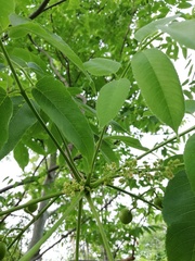 Bursera jerzyi