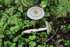 Amanita umbrinolutea