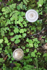 Amanita umbrinolutea