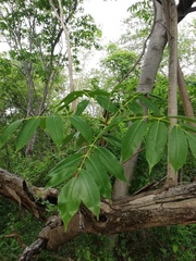 Bursera jerzyi