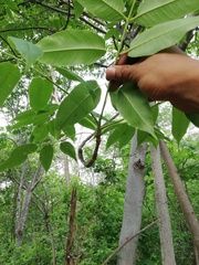 Bursera jerzyi