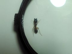 Camponotus arrogans
