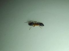 Camponotus arrogans