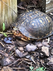 Terrapene carolina carolina