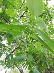 Bursera jerzyi
