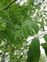 Bursera jerzyi