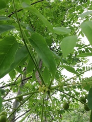 Bursera jerzyi