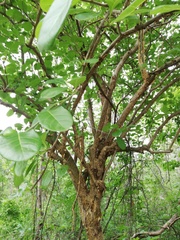 Jatropha sympetala