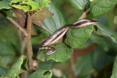 Dendrelaphis