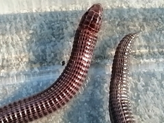 Blanus cinereus