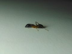 Camponotus arrogans