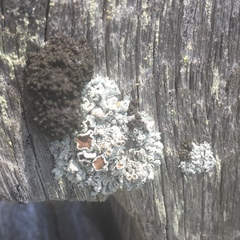 Imshaugia placorodia