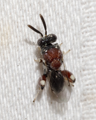 Brachymeria podagrica