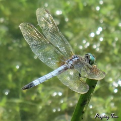 Pachydiplax longipennis