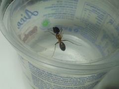 Camponotus arrogans