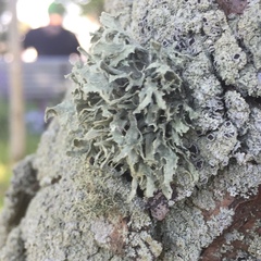 Ramalina complanata
