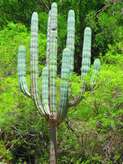 Pachycereus weberi