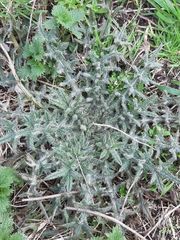 Cirsium vulgare