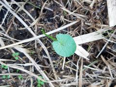 Ficaria verna