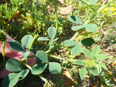 Indigofera discolor