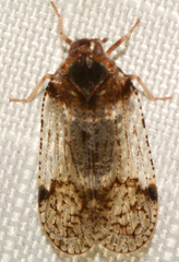 Cixius nervosus