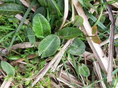 Rumex acetosa
