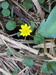 Ficaria verna