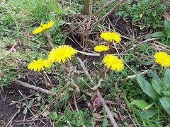 Tussilago farfara
