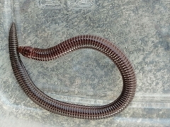 Blanus cinereus