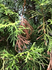 Pestalotiopsis funerea