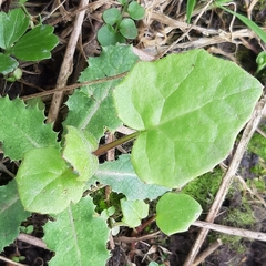 Tussilago farfara