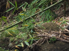 Malacocincla sepiaria