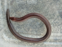 Blanus cinereus